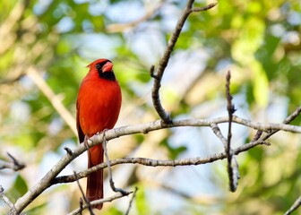 The Northern Red Cardinal Perched