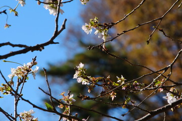 十月桜