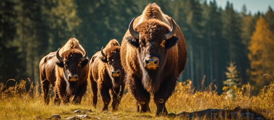 A group of American bisons, large mammals from the bovid family, are moving in unison across a field covered in lush green grass.