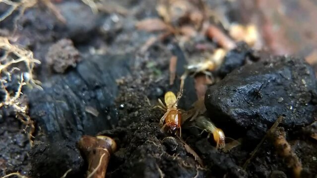 A colony of migrating termites or Isoptera