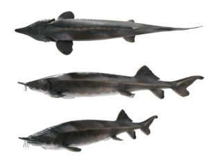 Fresh sturgeon fish isolated on transparency background. Sterlet or Sterlet sturgeon