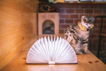 cat with book lamp