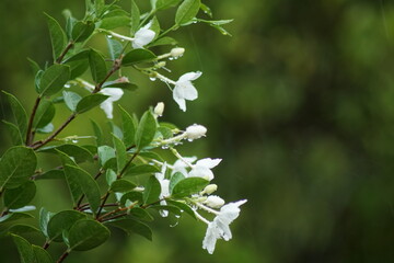 White gardenia flowers or Wrigthia antidysenterica, bloom under the rain