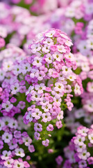 Enthralling Landscape of Pastel Alyssum Flowers Displayed in a Serene and Wholesome Celebration of Springtime