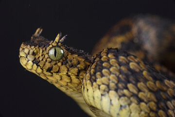 A portrait of a Matilda's Horned Viper
