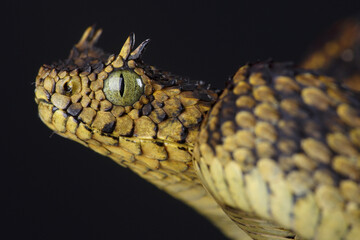 A portrait of a Matilda's Horned Viper
