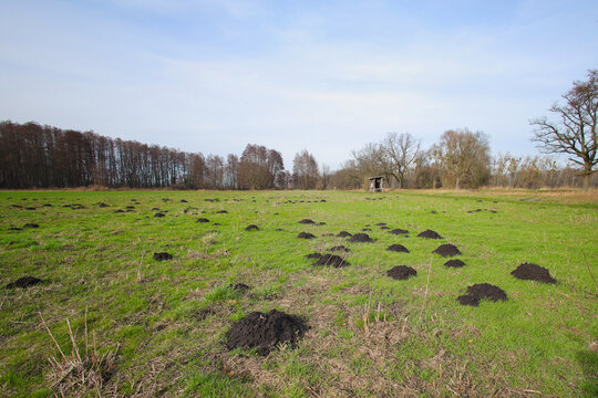 Molehills along the Klostersee circular hiking trail in Altfriedland, Federal state Brandenburg - Germany
