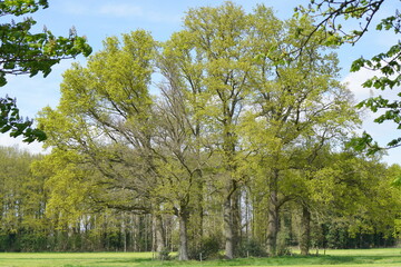 Group of green trees on a meadow on a sunny day in Netherlands