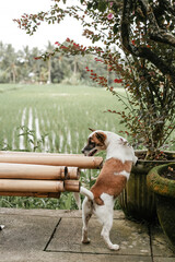 Funny white and brown puppy in the yard on one bamboo bench. Cute dog on the background of rice terraces