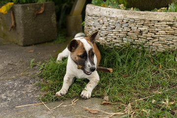 Cute puppy chewing a stick in the yard. Funny white and brown dog on the lawn