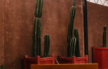Cacti on the background of a concrete wall in pots