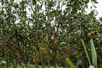 Harvest of green tangerines. Green trees with fruits