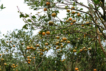 Harvest of ripe bite tangerines. Natural fruits on the farm