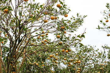 Harvest of delicious natural tangerines bottom view