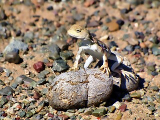 Southern Mongolia