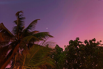 Beautiful sunset sky on the background of a palm tree. Lilac and pink evening sky. Beautiful nature background