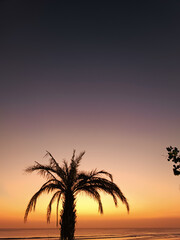 Sunset sky on the background of a palm tree. Beautiful nature background