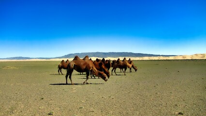 Southern Mongolia