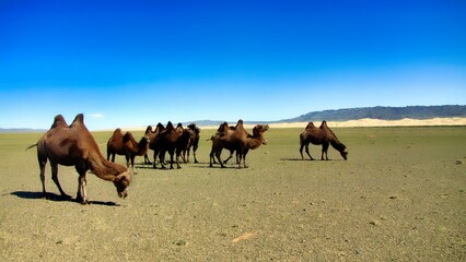 Southern Mongolia