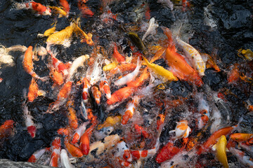 Obraz na płótnie Canvas A large school of Koi fish cluster together.