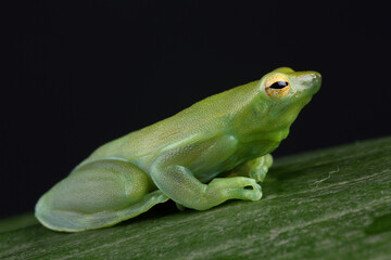 Portrait of a Orinoco Lime Tree Frog on a leaf
