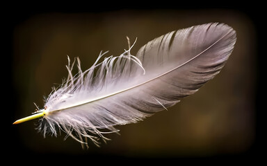 an isolated feather, with its intricate patterns and soft textures illuminated by gentle natural light, generative ai