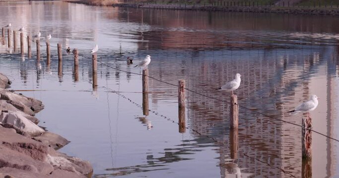 杭の上に整列する白い鳥たち。