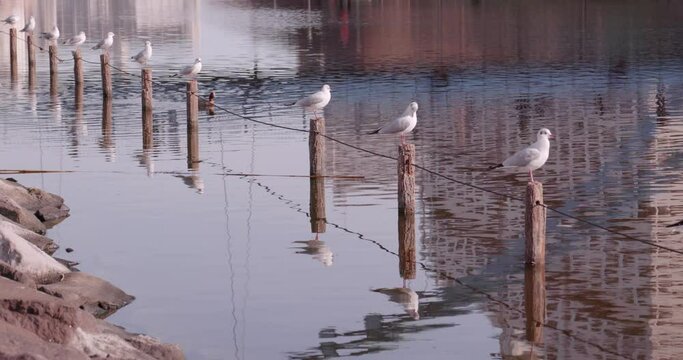 杭の上に整列する白い鳥たち。