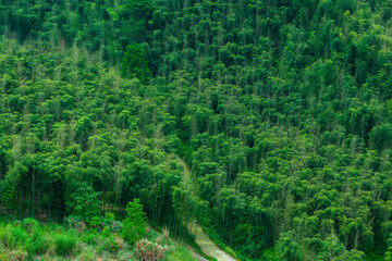 Fototapeta na wymiar Bamboo forest in southern China