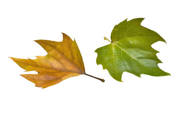 fall leaf (clipping path)