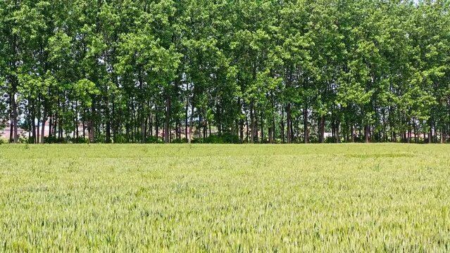 Aerial video of green wheat fields and willows tree nature landscape on farm. White catkins are flying in the air.