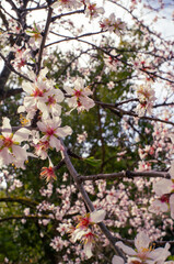 flowery background of white among nature