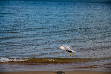 seagull on the beach