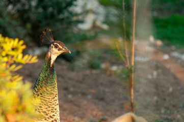 peacock in profile amidst nature