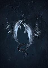 Aerial vertical image of dolphins in the water