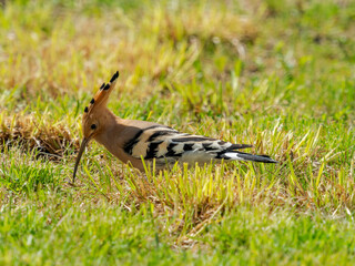 Chasse da huppe fasciée