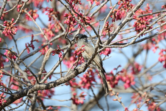 桜の木の枝にとまるヒヨドリ