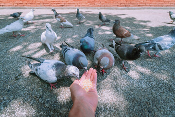 Hands feeding flying pigeons