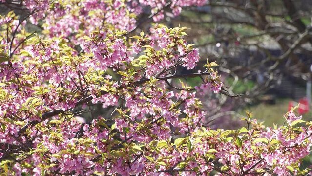 早咲きの桜、河津桜
