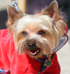 mixed-breed dog on a lead, portrait