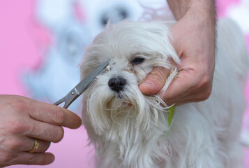 Grooming pets, salon. Groomer hands cut dog hair with scissors