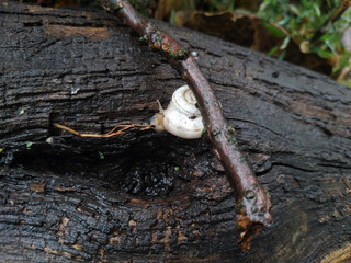 Shot of a white Grape snail Helix pomatia crawling on the tree trunk