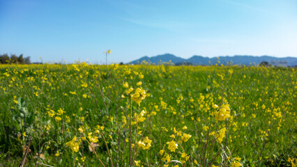 遠賀川の菜の花
