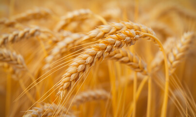 a group of large ears of wheat is shown in close up, in the style of light gold and light amber