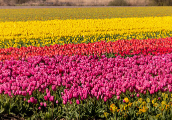 Fields of blooming tulips near Lisse in the Netherlands