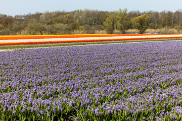 Fields of blooming tulips and hyacinths near Lisse in the Netherlands