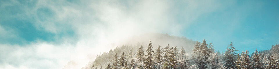 Snow-covered spruce trees on the mountainside on a foggy winter morning. Horizontal banner