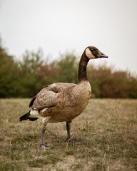 goose on the grass