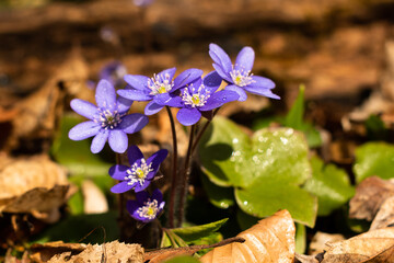 Beatiful violet blossoms of Anemone hepatica growing in the shade of spring forest