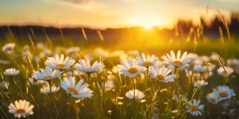 Fotobehang Beautiful summer autumn background with small daisy flowers with white petal and sunny lights. Artistic golden toned image of fairy meadow, macro amazing landscape Daisy flowers in the meadow  © Muhammad